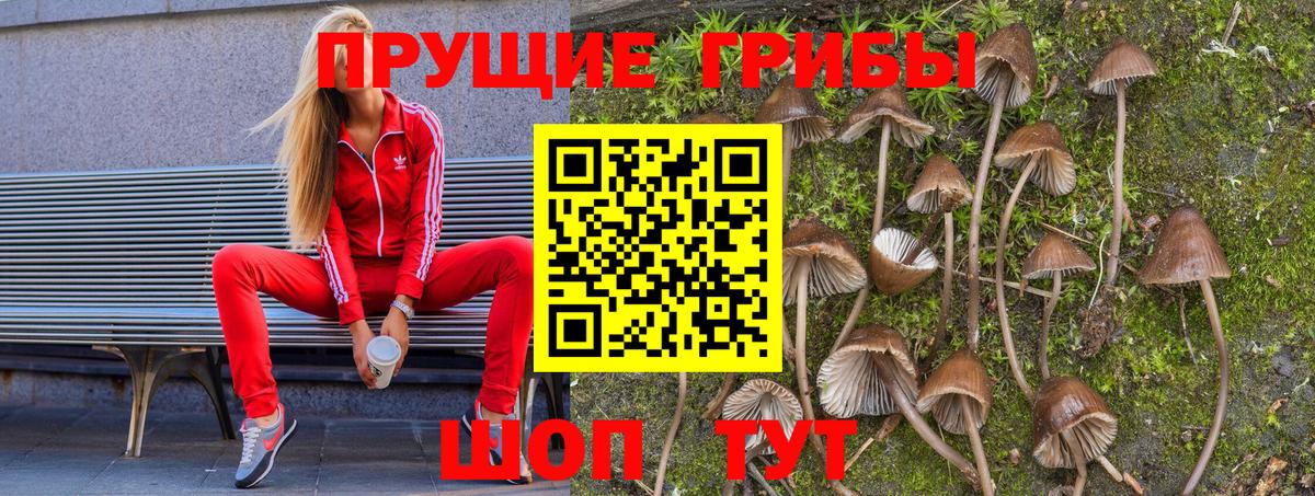 Галлюциногенные грибы Psilocybine cubensis  Галлюциногенные грибы GOLDEN TEACHER  Мичуринск 